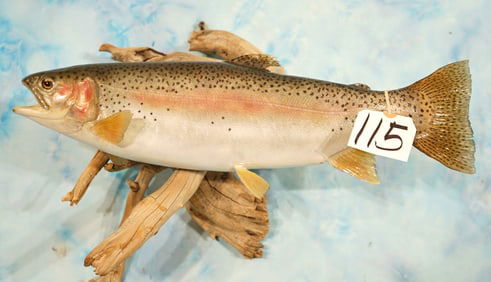 High Quality 19 1/2" Real Skin Rainbow Trout Taxidermy Fish Mount