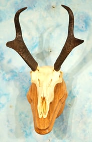 Pronghorn Antelope Skull on Wall Pedestal Panel Taxidermy