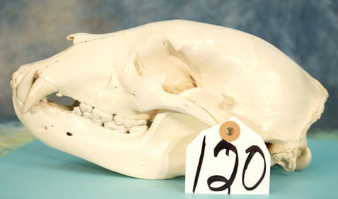 Complete Black Bear Skull Taxidermy