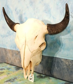 Very Nice American Bison Skull Taxidermy