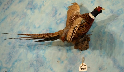 Beautiful Flying Ringneck Pheasant Taxidermy Bird Mount