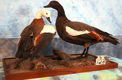 Elegant Pair of South Pacific Paradise Ducks Taxidermy Bird Mounts
