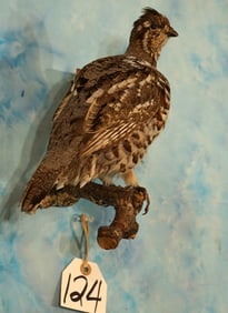 Very Nice Ruffed Grouse Taxidermy Bird Mount