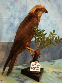 Awesome! Russian Marsh Harrier Taxidermy Bird Mount