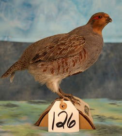 Quality Hungarian Partridge Taxidermy Bird Mount