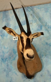 Gold Medal African Fringe Eared Oryx Shoulder Taxidermy Mount **TEXAS RESIDENTS ONLY!**