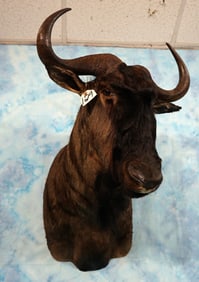 South African Blue Wildebeest Antelope Shoulder Taxidermy Mount