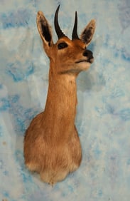 Southern Mountain Reedbuck Shoulder Taxidermy Antelope Mount