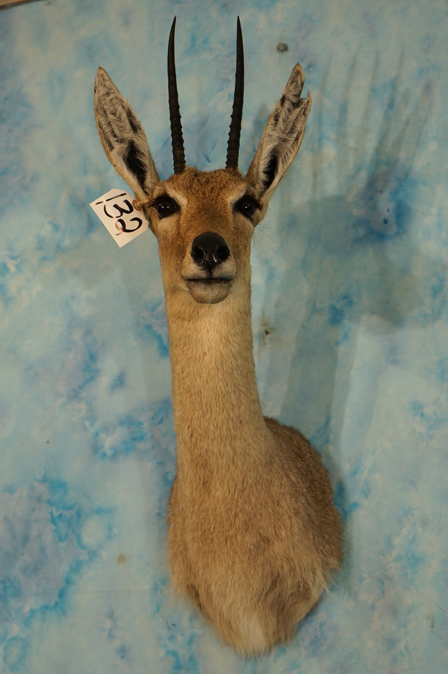 South African Vaal Rhebuck Antelope Record Class Shoulder Taxidermy Mount: This mount is clean, smoke free, and in excellent condition. The horns will go about midway in the Safari Club Records. The quality of the taxidermy excellent grading a 9.5.