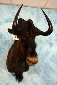 Record Class Southern African Black Wildebeest Shoulder Taxidermy Mount