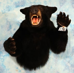 Brand New Half Charging Black Bear Taxidermy Mount