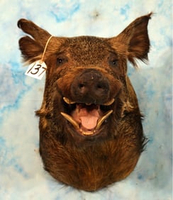 Cool Russian Boar Shoulder Taxidermy Mount