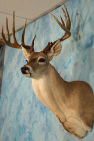 12pt. South Texas Deer Shoulder Taxidermy Mount