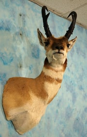 Beautiful Pronghorn Antelope Shoulder Taxidermy Mount
