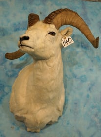 Alaskan Dall Sheep Shoulder Taxidermy Ram Mount