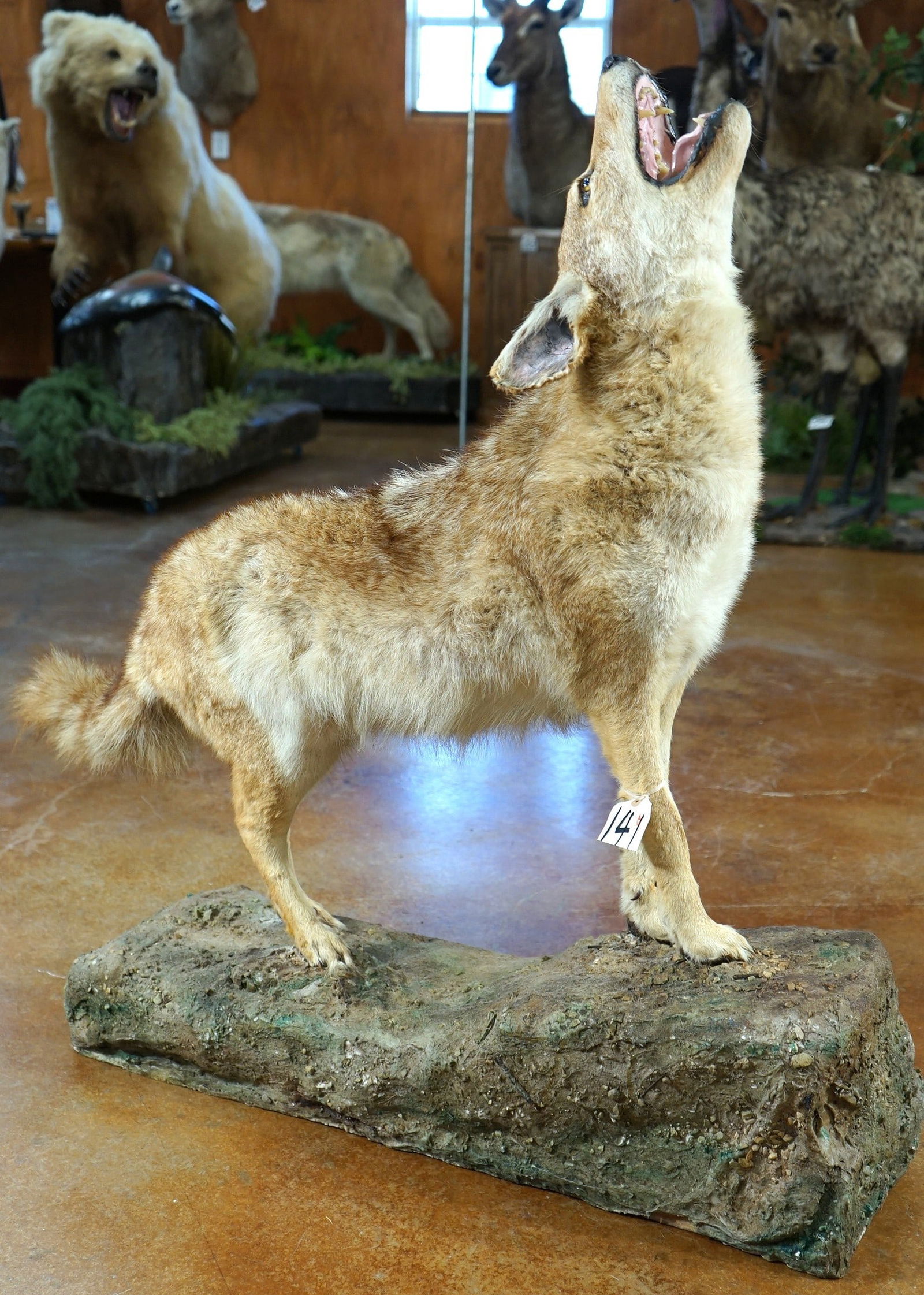 Howling Coyote Full Body Taxidermy Mount (1 of 5)