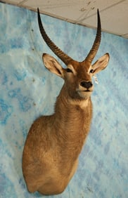 South African Common Waterbuck Antelope Shoulder Taxidermy Mount