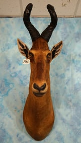 African Red Hartebeest Shoulder Taxidermy Mount