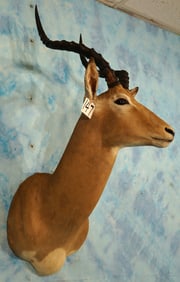 Southern African Impala Ram Shoulder Taxidermy Mount