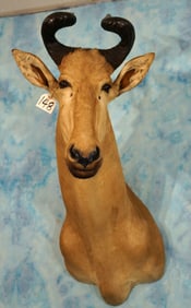 East African Lichtenstien's Hartebeest Shoulder Taxidermy Mount