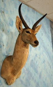 African Common Reedbuck Shoulder Taxidermy Mount