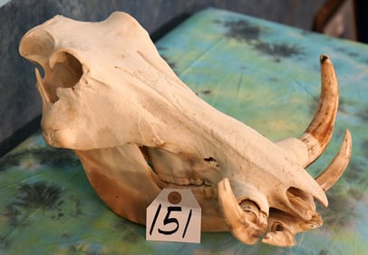 Complete African Warthog Skull Taxidermy