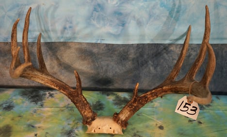 Very Nice 111pt. Whitetail Deer Antlers Taxidermy Rack