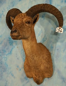 Eastern Caucasian Tur Shoulder Taxidermy Mount