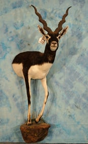 Stunning Half Body Blackbuck Antelope Taxidermy Mount