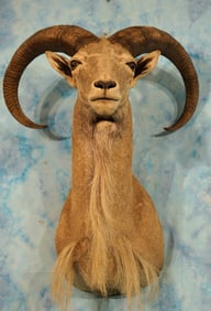 Gorgeous Aoudad Sheep Shoulder Taxidermy Ram Mount