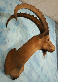 Awesome Siberian Ibex Shoulder Taxidermy Mount
