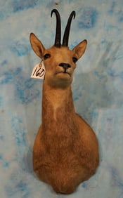 Pyrenean Chamois Shoulder Taxidermy Mount