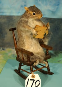 Rocking Chair Squirrel Reading Book Novelty Taxidermy Mount