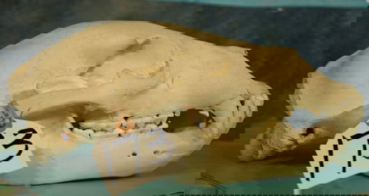 Complete Alaskan Brown Bear Skull Taxidermy