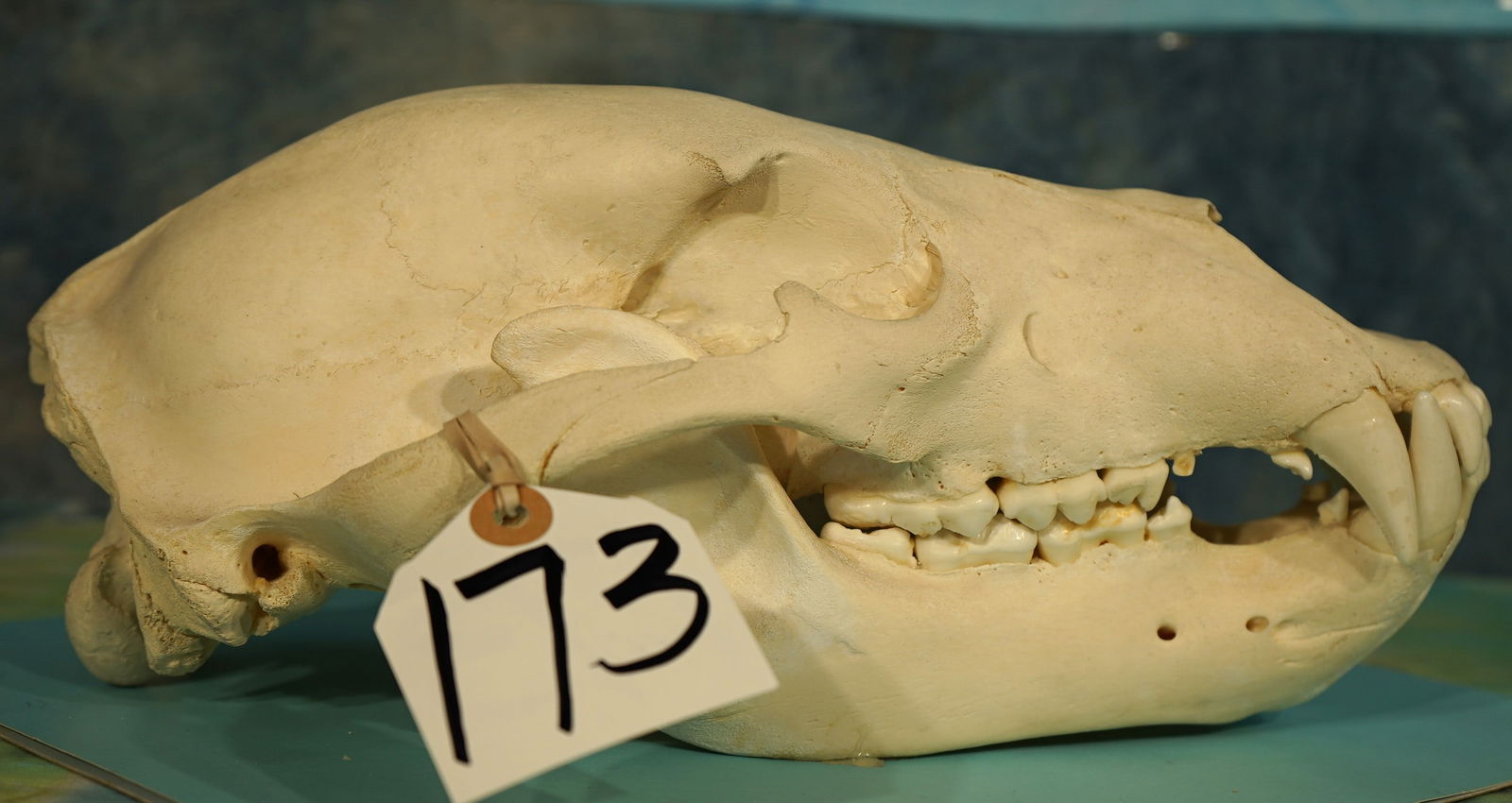 Complete Alaskan Brown Bear Skull Taxidermy: This is average size Brown Bear Skull. Its clean, and in excellent condition. All of the teeth are present including the tiny ones. Also, the teeth are not broken off, cracked, or chipped. This is a v