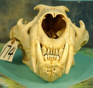Large Complete African Lion Skull Taxidermy **Texas Residents Only! **