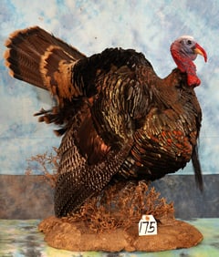 Wild Turkey Gobbler Strutting Taxidermy Bird Mount