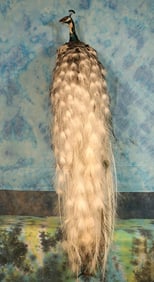 Beautiful Brand New White Peacock Taxidermy Bird Mount