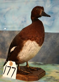 Ferruginous Pochard Legal Pen Raised Duck Taxidermy Bird Mount