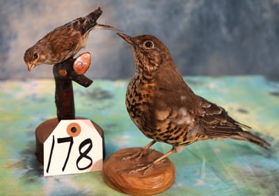 Pretty Mistle Thrush and Common Linet Taxidermy Legal Pen Raised Bird Mounts