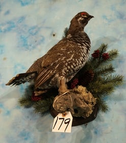 Brand New Blue Grouse Taxidermy Bird Mount