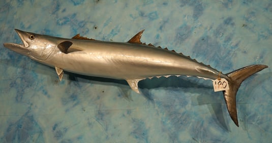 Brand New! 48 1/2" King Mackerel Fiberglass Reproduction Quality Taxidermy Fish Mount