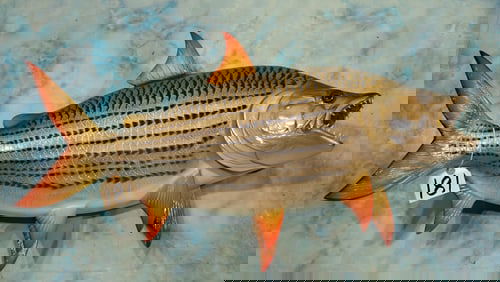 Brand New! 31 1/4" African Tiger Fish Fiberglass Reproduction Quality Taxidermy Mount