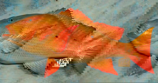 Brand New! 31 1/4" Lane Snapper Fiberglass Reproduction Quality Taxidermy Fish Mount