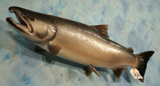 Real Skin 28 1/2" Silver Salmon Taxidermy Quality Fish Mount