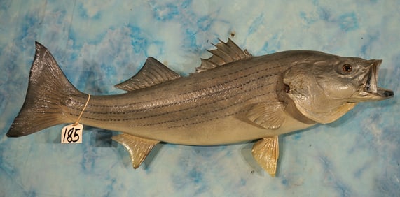 Real Skin 36" Striped Bass, or "Striper" Taxidermy Fish Mount