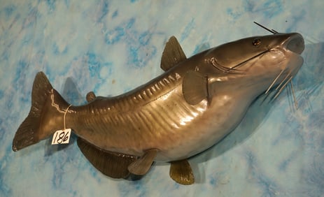 Brand New! 36" Channel Catfish Fiberglass Reproduction Quality Taxidermy Fish Mount