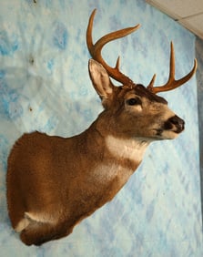 Alaskan Sitka Blacktail Deer Shoulder Taxidermy Mount