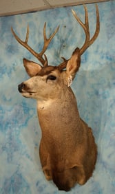 4 x 4 New Mexico Mule Deer Shoulder Taxidermy Mount