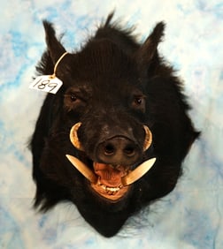 Large Wild Feral Boar Shoulder Taxidermy Mount